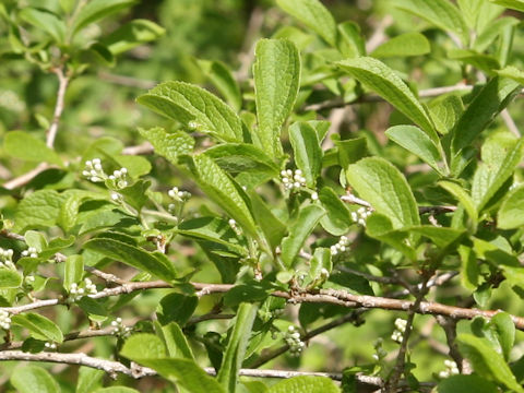 Symplocos chinensis var. leucocarpa f. pilosa