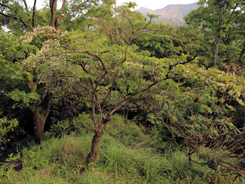 Symplocos chinensis var. leucocarpa f. pilosa