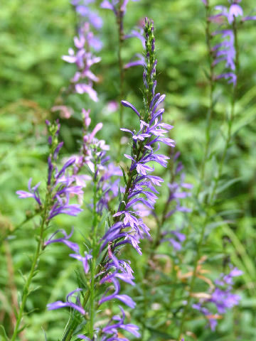 Lobelia sessilifolia