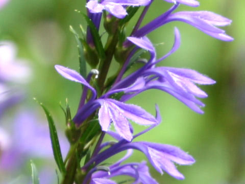 Lobelia sessilifolia