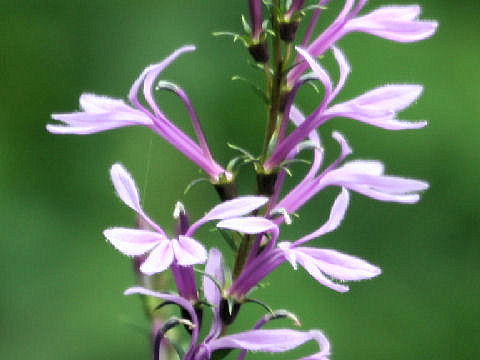 Lobelia sessilifolia