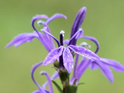 Lobelia sessilifolia