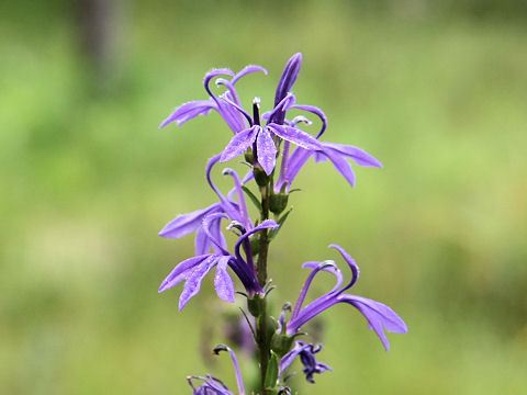 Lobelia sessilifolia