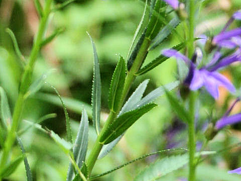 Lobelia sessilifolia