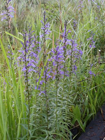 Lobelia sessilifolia