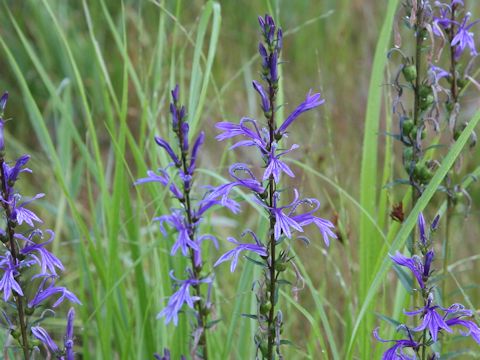 Lobelia sessilifolia