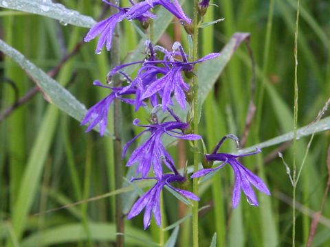 Lobelia sessilifolia