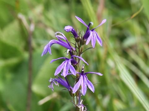 Lobelia sessilifolia