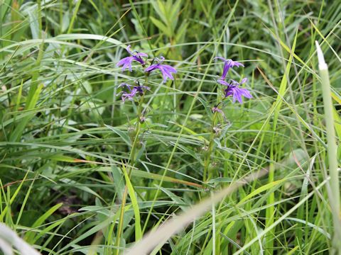 Lobelia sessilifolia