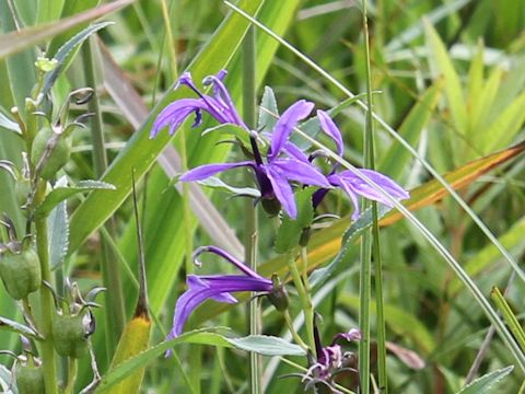 Lobelia sessilifolia