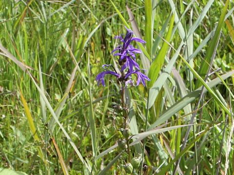 Lobelia sessilifolia