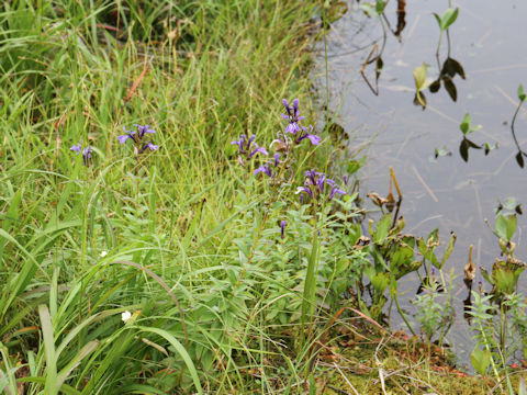 Lobelia sessilifolia