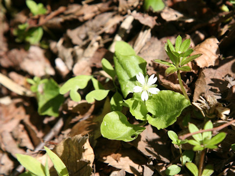 Stellaria diversiflora