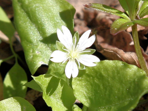 Stellaria diversiflora