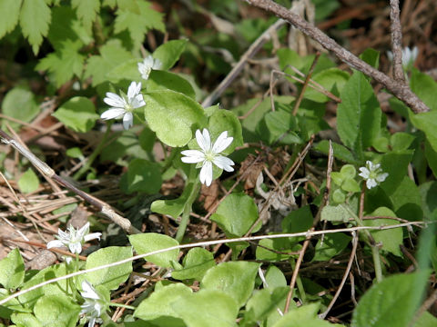 Stellaria diversiflora