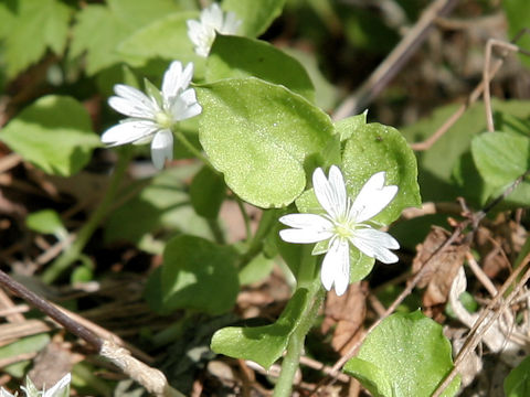 Stellaria diversiflora