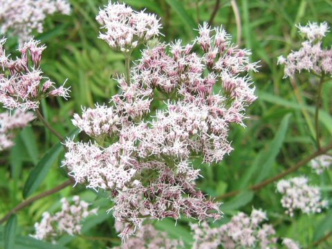 Eupatorium lindleyanum