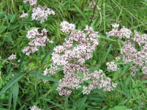 Eupatorium lindleyanum