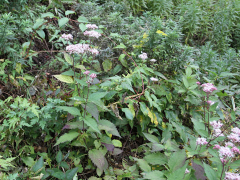 Eupatorium lindleyanum