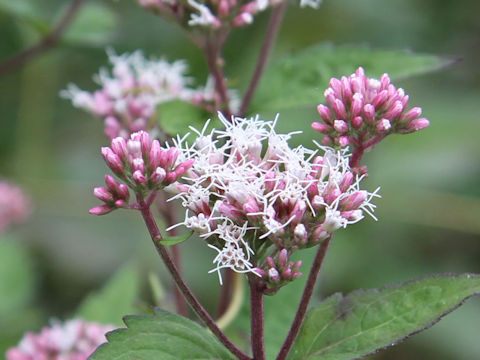 Eupatorium lindleyanum