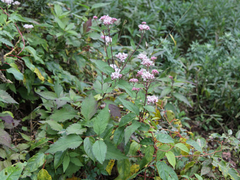 Eupatorium lindleyanum