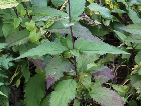 Eupatorium lindleyanum