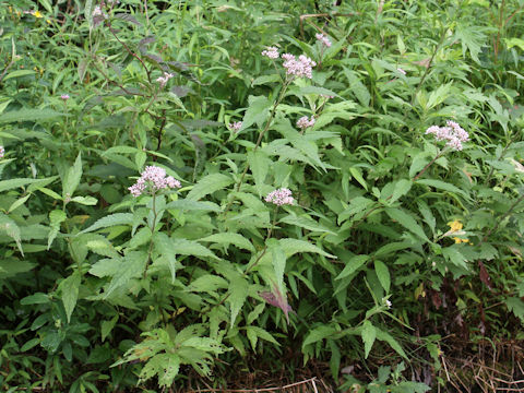 Eupatorium lindleyanum