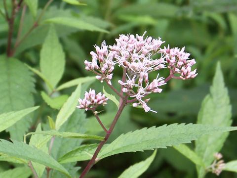 Eupatorium lindleyanum