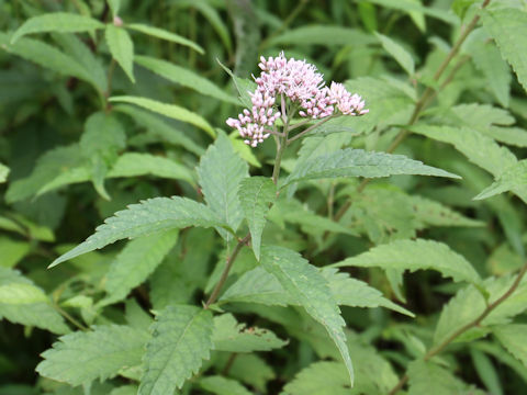 Eupatorium lindleyanum