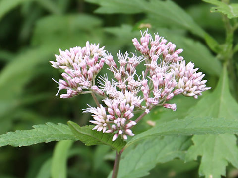 Eupatorium lindleyanum