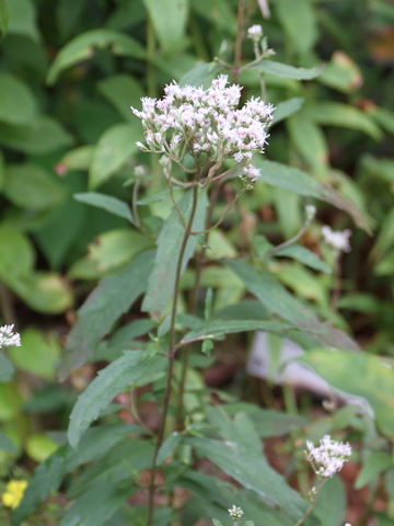 Eupatorium lindleyanum