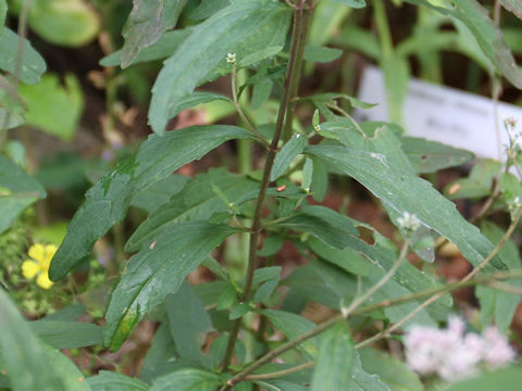 Eupatorium lindleyanum