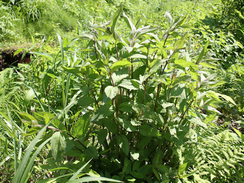 Eupatorium lindleyanum