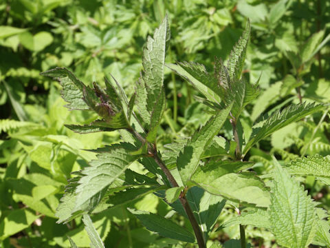 Eupatorium lindleyanum