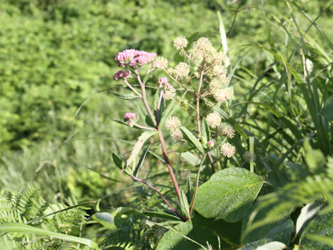 Eupatorium lindleyanum