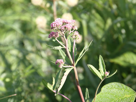 Eupatorium lindleyanum