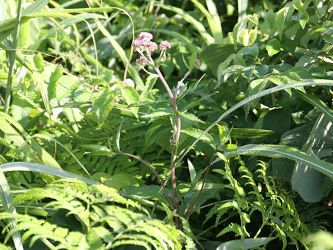 Eupatorium lindleyanum