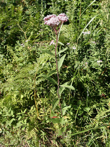 Eupatorium lindleyanum