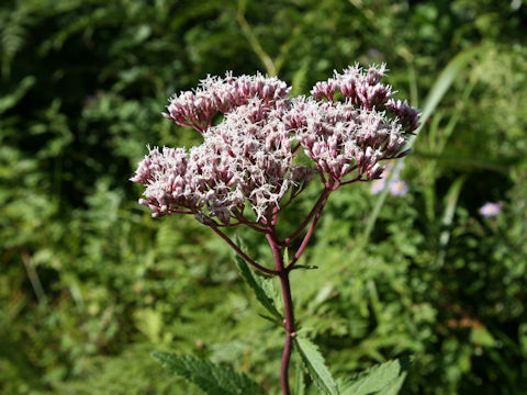 Eupatorium lindleyanum