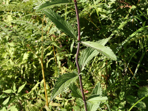 Eupatorium lindleyanum