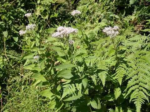 Eupatorium lindleyanum