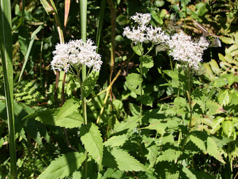 Eupatorium lindleyanum