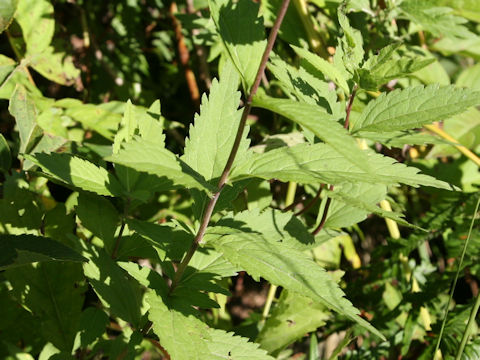 Eupatorium lindleyanum