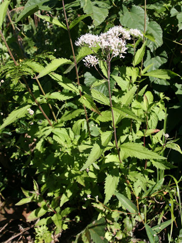 Eupatorium lindleyanum