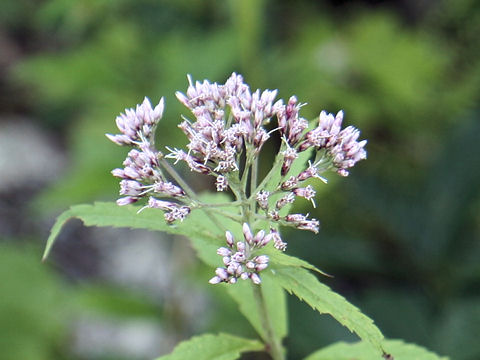 Eupatorium lindleyanum