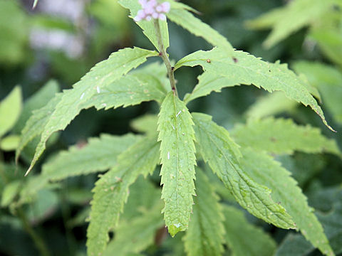 Eupatorium lindleyanum