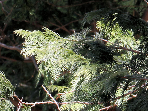 Chamaecyparis pisifera