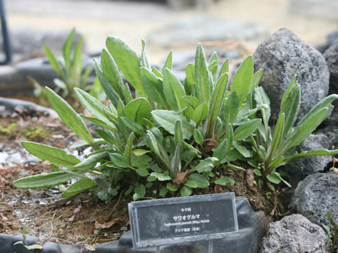 Senecio pierotii