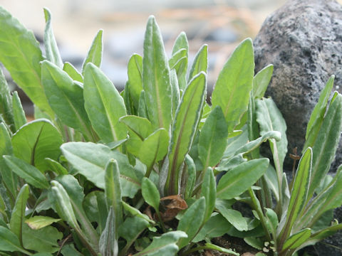 Senecio pierotii