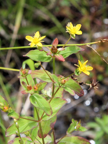 Hypericum pseudopetiolatum